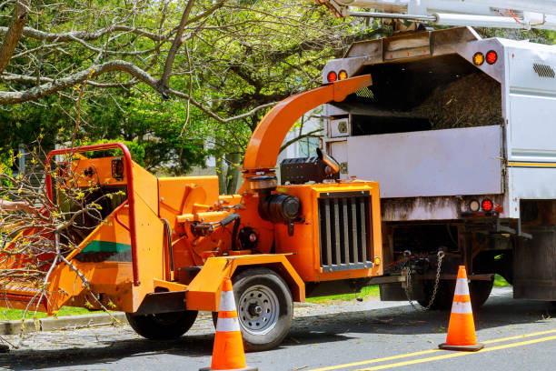 Best Arborist Consultation Services  in Hlsboro, IL